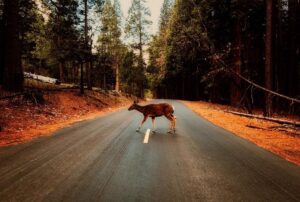 Deer on Road